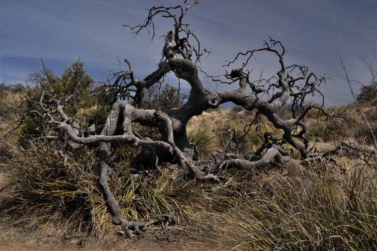 tree